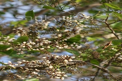 Pongamia pinnata